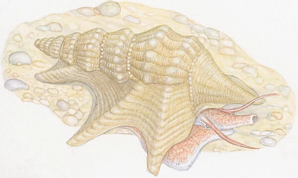 Illustration of Common Pelicans Foot (Aporrhais pespelecani), snail with long snout and tentacles emerging from shell on beach
