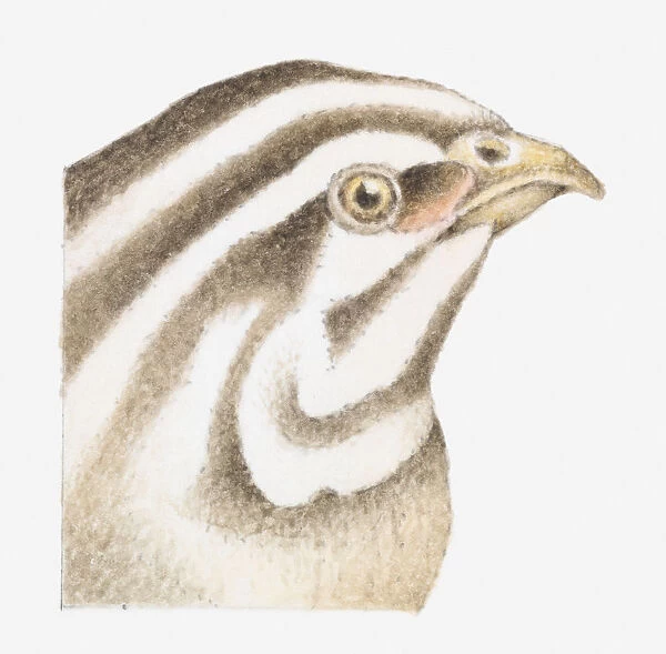 Illustration of Common Quail (Coturnix coturnix) with brown and white striped head, close-up