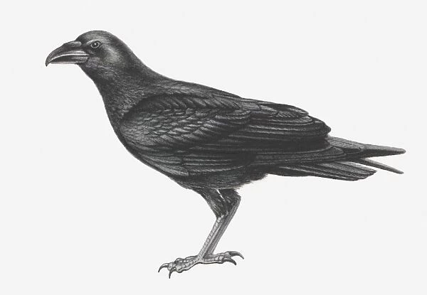 Illustration of Common Raven (Corvus corax)