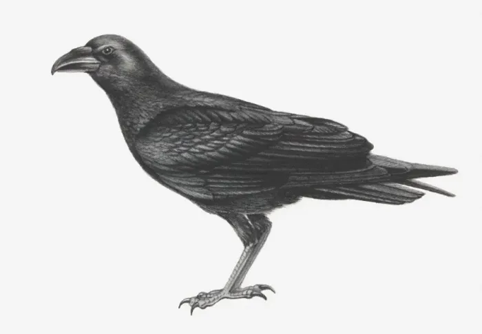 Framed Print : Illustration of Common Raven (Corvus corax) Framed Print : Illustration of Common Raven (Corvus corax)