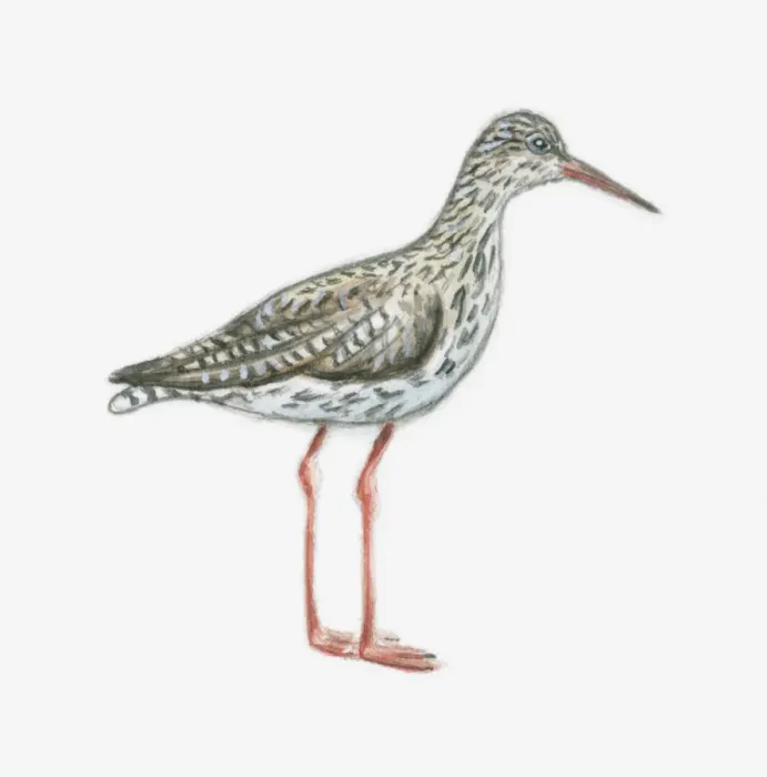 Framed Print : Illustration of Common redshank (Tringa totanus) Framed Print : Illustration of Common redshank (Tringa totanus)