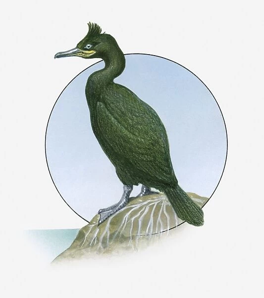 Illustration of Common Shag (Phalacrocorax aristotelis) standing on rock