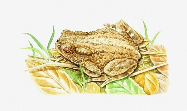 Illustration of Common Toad (Bufo bufo) camouflaged against dry leaves