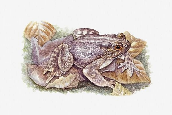 Illustration of Common Toad (Bufo bufo) camouflaged against wet leaf