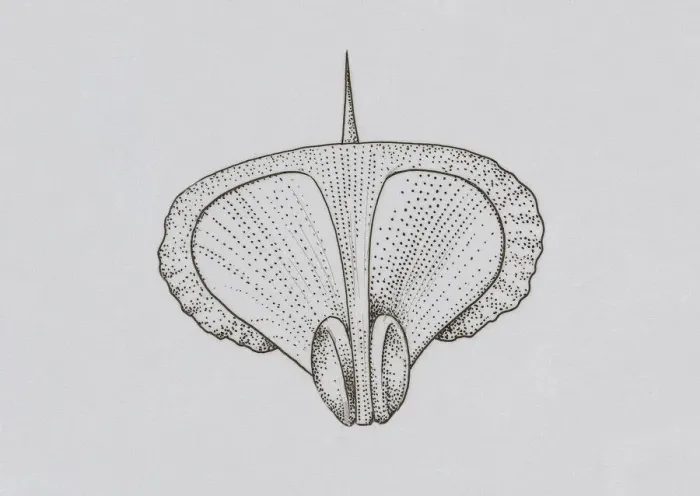Framed Print : Illustration of Conifer seed