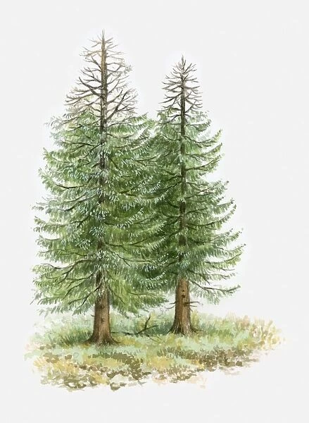 Illustration of conifer trees with leafless branches due to drought