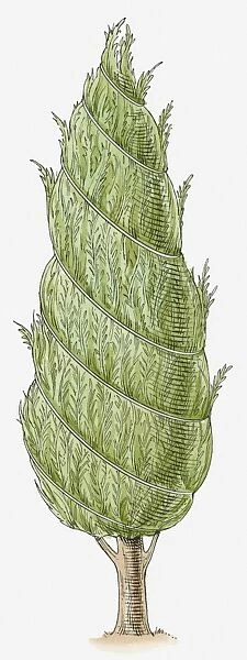 Illustration of conifer with wire wrapped around it, to protect it in winter and stop snow from weighing the tree down