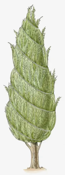 Framed Print : Illustration of conifer with wire wrapped around it, to protect it in winter and stop snow from weighing the tree down Framed Print : Illustration of conifer with wire wrapped around it, to protect it in winter and stop snow from weighing the tree down