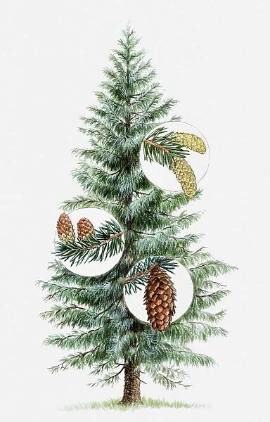 Illustration of coniferous tree with young female cones (megastrobilus), male cones (microstrobilus), and mature female cones