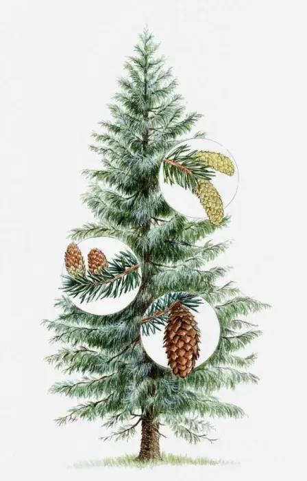 Framed Print : Illustration of coniferous tree with young female cones (megastrobilus), male cones (microstrobilus), and mature female cones Framed Print : Illustration of coniferous tree with young female cones (megastrobilus), male cones (microstrobilus), and mature female cones