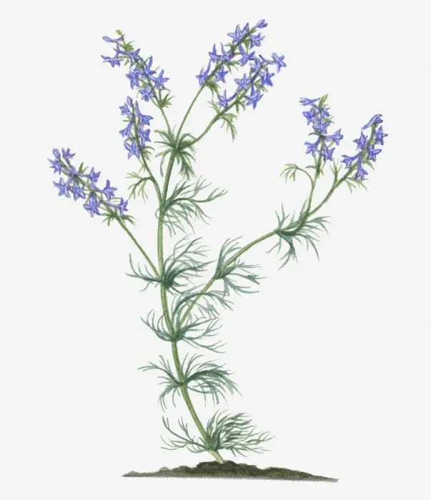 Framed Print : Illustration of Consolida ajacis syn. Consolida ambigua (Larkspur) bearing blue flower spikes on long stems with green leaves Framed Print : Illustration of Consolida ajacis syn. Consolida ambigua (Larkspur) bearing blue flower spikes on long stems with green leaves
