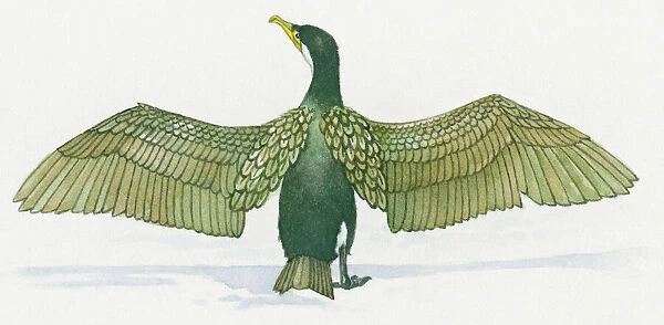 Illustration of Cormorant (Phalacrocorax) with spread wings