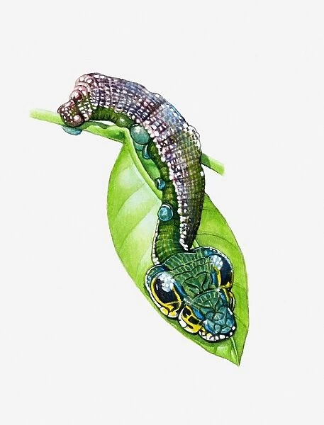 Illustration of Costa Rica Leaf Moth (Oxytenis modestia) caterpillar using natural camouflage on green leaf