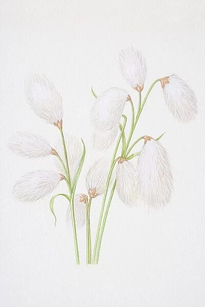 Illustration, Cottongrass (Eriophorum angustifolium), with cotton-like flowerheads hanging from top