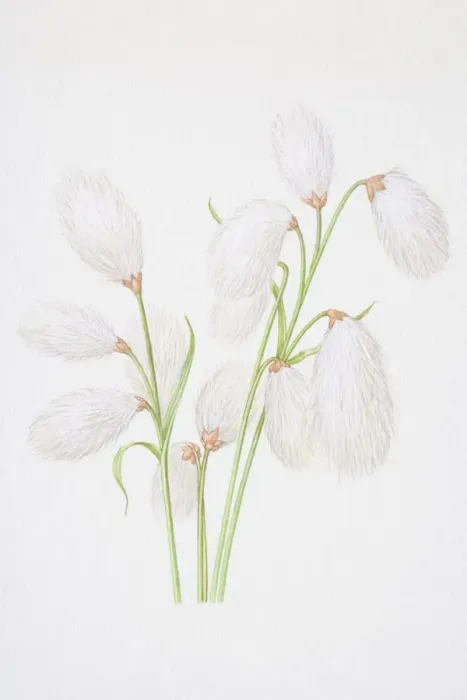 Framed Print : Illustration, Cottongrass (Eriophorum angustifolium), with cotton-like flowerheads hanging from top Framed Print : Illustration, Cottongrass (Eriophorum angustifolium), with cotton-like flowerheads hanging from top