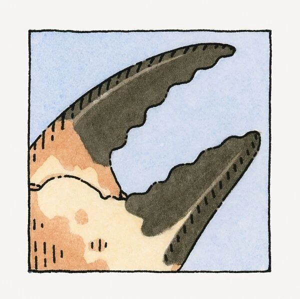 Illustration of crab claw, close-up