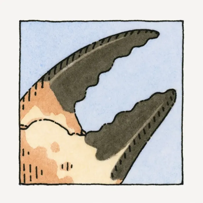 Framed Print : Illustration of crab claw, close-up Framed Print : Illustration of crab claw, close-up
