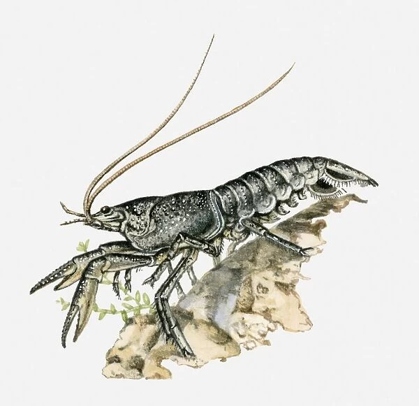 Illustration of a crayfish