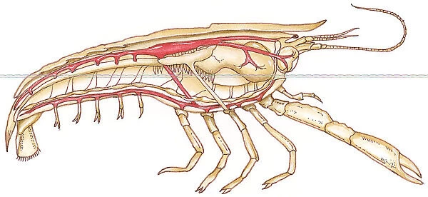 Illustration of Crayfish (Austropotamobius), showing circulatory system