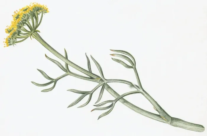 Framed Print : Illustration of Crithmum maritimum (Samphire), a yellow wildflower with green leaves on long stem Framed Print : Illustration of Crithmum maritimum (Samphire), a yellow wildflower with green leaves on long stem