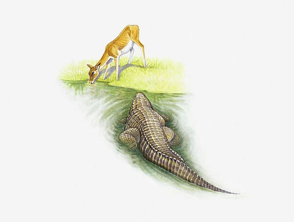 Illustration of crocodile hunting young gazelle drinking at waters edge