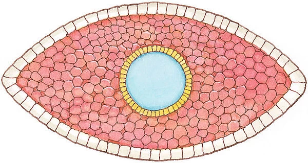 Illustration of cross section showing how early stage embryo of Flatworm (Phylum Platyhelminthes) differentiates into three layers of cell tissue, ectoderm, mesoderm and endoderm