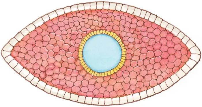 Framed Print : Illustration of cross section showing how early stage embryo of Flatworm (Phylum Platyhelminthes) differentiates into three layers of cell tissue, ectoderm, mesoderm and endoderm Framed Print : Illustration of cross section showing how early stage embryo of Flatworm (Phylum Platyhelminthes) differentiates into three layers of cell tissue, ectoderm, mesoderm and endoderm
