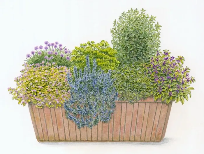 Framed Print : Illustration of culinary window box planted with Parsley, Chives, Sage, Rosemary, Bay Laurel, Summer Framed Print : Illustration of culinary window box planted with Parsley, Chives, Sage, Rosemary, Bay Laurel, Summer