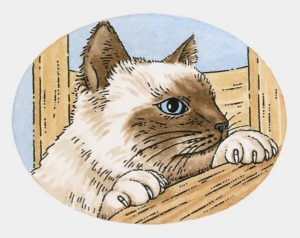 Illustration of curious Siamese cat