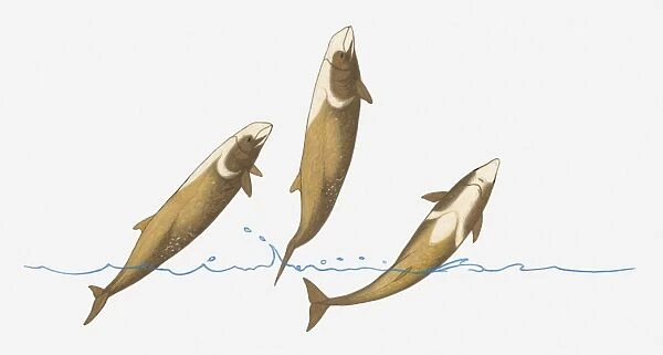 Illustration of Cuviers Beaked Whale (Ziphius cavirostris) breaching (leaping) out of water