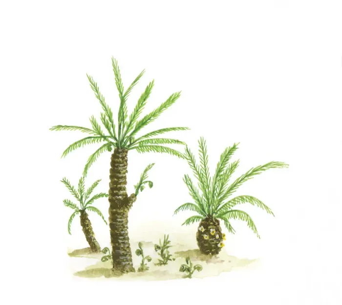 Framed Print : Illustration of cycads with compound green leaves and thick trunks dating from Paleozoic era Framed Print : Illustration of cycads with compound green leaves and thick trunks dating from Paleozoic era