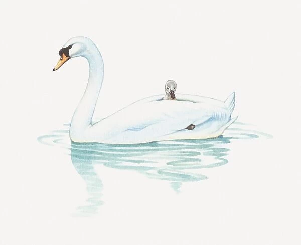 Illustration of cygnet riding on back of adult swan