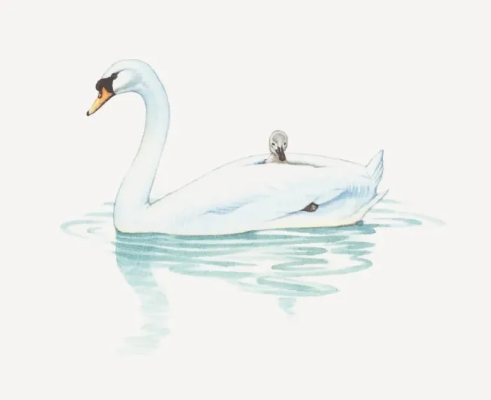 Framed Print : Illustration of cygnet riding on back of adult swan Framed Print : Illustration of cygnet riding on back of adult swan