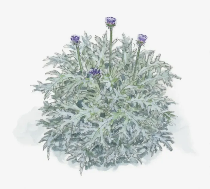 Framed Print : Illustration of Cynara cardunculus (Cardoon) with purple thistle-like flowers and green leaves Framed Print : Illustration of Cynara cardunculus (Cardoon) with purple thistle-like flowers and green leaves