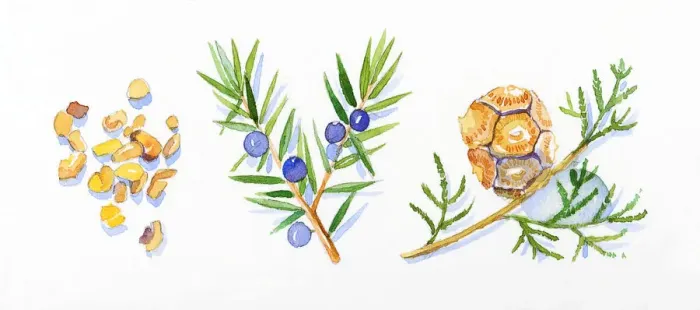Framed Print : Illustration of cypress leaves and pinecone on stem, Juniper flowers, leaves and berries, and frankincense resin Framed Print : Illustration of cypress leaves and pinecone on stem, Juniper flowers, leaves and berries, and frankincense resin