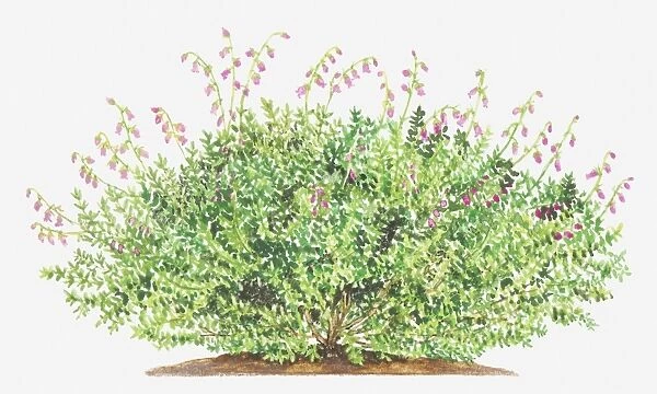 Illustration of Daboecia cantabrica (St Daboecs heath), leaves and small pink flowers