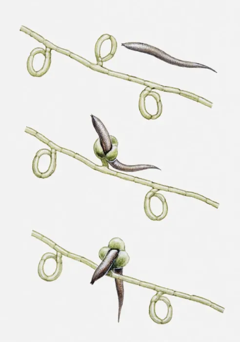Framed Print : Illustration of Dactylaria fungus trapping and digesting an eelworm, multiple image