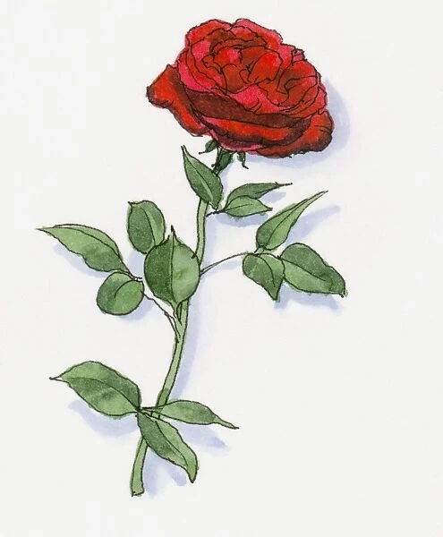 Illustration of Damask Rose (Rosa damascena) grown in Isparta