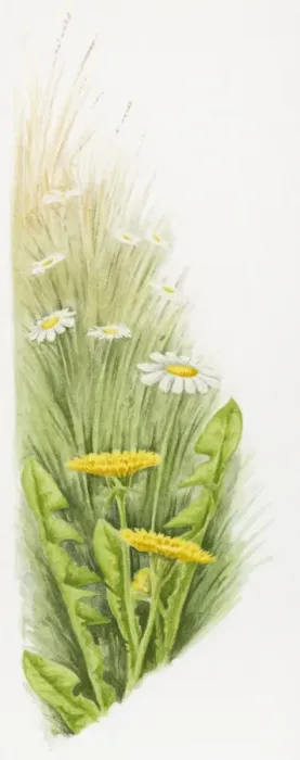 Framed Print : Illustration of Dandelions (Taraxacum officinale) and common European Daisies (Bellis perennis) Framed Print : Illustration of Dandelions (Taraxacum officinale) and common European Daisies (Bellis perennis)
