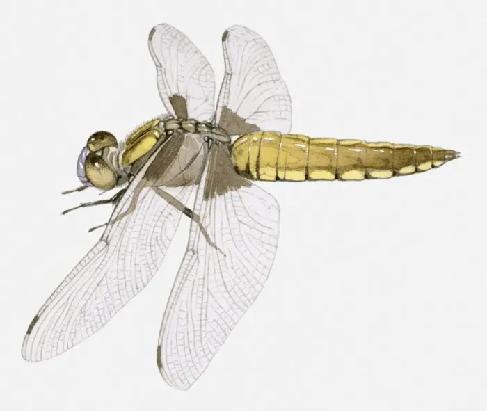 Framed Print : Illustration of a Darter dragonfly (Sympetrum sp. )