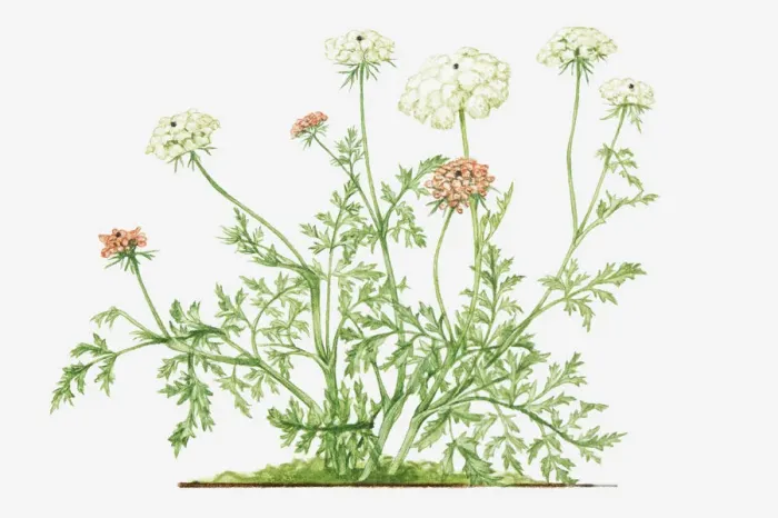 Framed Print : Illustration of Daucus carota (Wild carrot), wildflowers Framed Print : Illustration of Daucus carota (Wild carrot), wildflowers