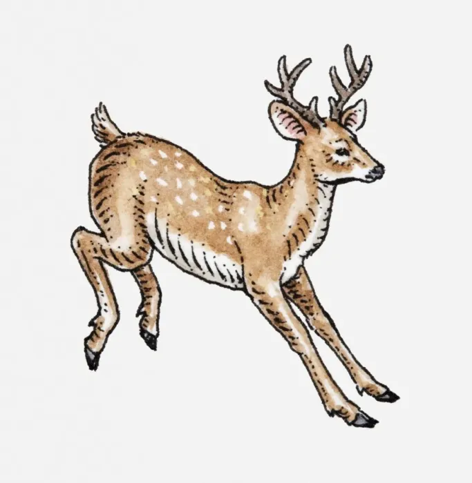 Framed Print : Illustration of a deer Framed Print : Illustration of a deer