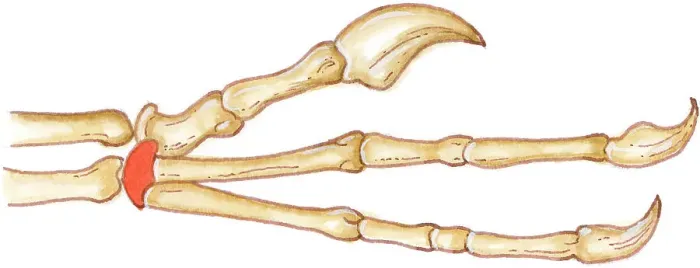 Framed Print : Illustration of Deinonychus manus (hand), showing long fingers with claws at end, and wrist bone highlighted in red Framed Print : Illustration of Deinonychus manus (hand), showing long fingers with claws at end, and wrist bone highlighted in red