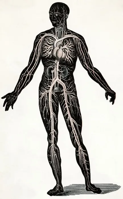Framed Print : Illustration Depicting Blood Circulation Framed Print : Illustration Depicting Blood Circulation