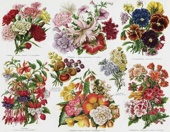 Framed Print : Illustration Depicting Flowers Framed Print : Illustration Depicting Flowers