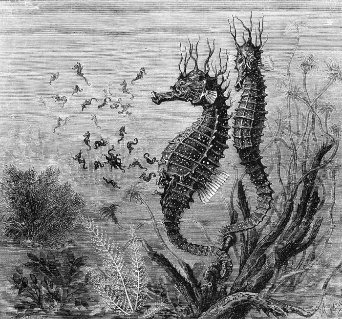 Framed Print : Illustration Depicting Seahorse Giving Birth Framed Print : Illustration Depicting Seahorse Giving Birth