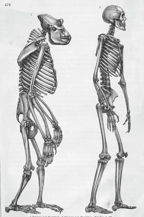 Framed Print : Illustration Depicting Skeleton Comparison of a Human and Gorilla Framed Print : Illustration Depicting Skeleton Comparison of a Human and Gorilla