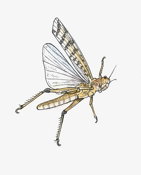 Illustration of Desert Locust (Schistocerca gregaria) in flight
