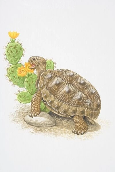 Illustration, Desert Tortoise (Gopherus agassizii) feeding on flowering cactus plant, side view