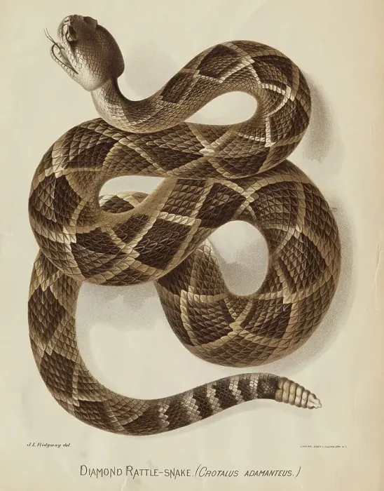 Framed Print : Illustration of a Diamond Rattlesnake Framed Print : Illustration of a Diamond Rattlesnake